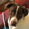 sullydog711